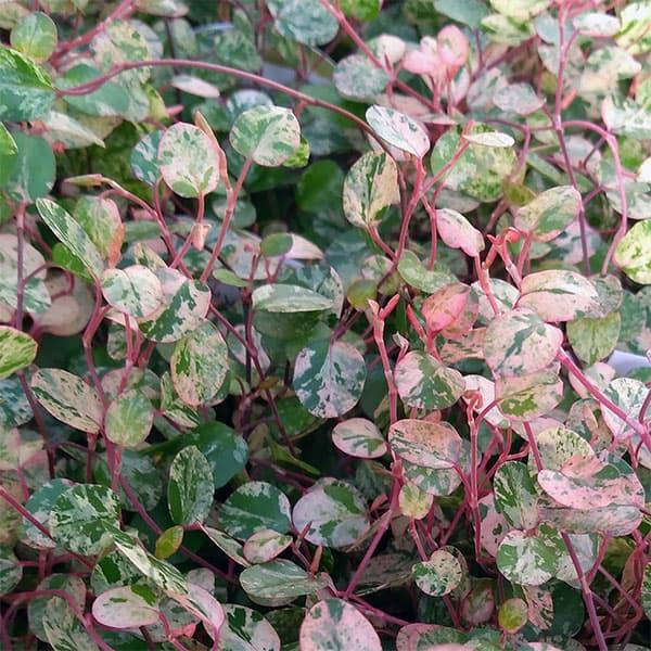 観葉植物 ワイヤープランツ 斑入葉 スポットライト3号ポット2株セット 園芸ネット 通販 Yahoo ショッピング