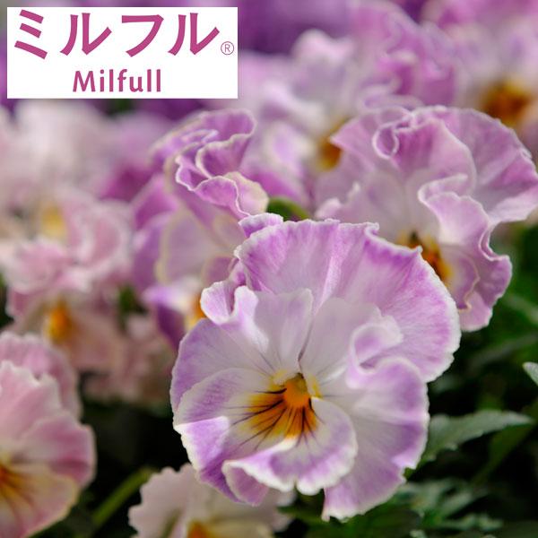 草花の苗 ビオラ ミルフルピンクフリル3.5号ポット