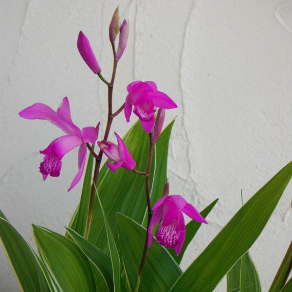 シラン（紫蘭）は日本原産のランの仲間です。寒さ暑さに比較的強くて育てやすく、上品で美しい多年草で、鉢植えや和風花壇の縁取りなどに人気です。1ポットに2芽植えです。グランドカバーなどにご利用ください。この品種は葉にうっすらと斑が入る品種です。...