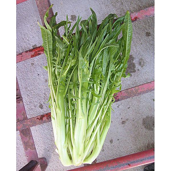 アスパラガスチコリ プンタレラ イタリア野菜 野菜タネ 5074 園芸ネット 通販 Yahoo ショッピング