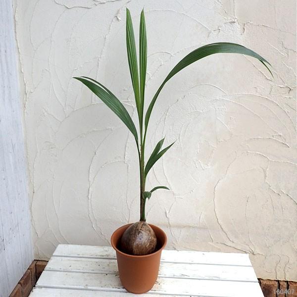 観葉植物 ココヤシ 7号鉢植え 501 園芸ネット 通販 Yahoo ショッピング