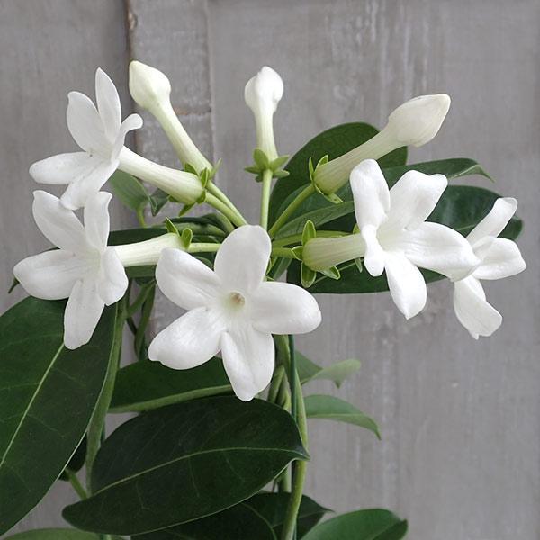 マダガスカル ジャスミン4号鉢植え 園芸ネット 通販 Yahoo ショッピング