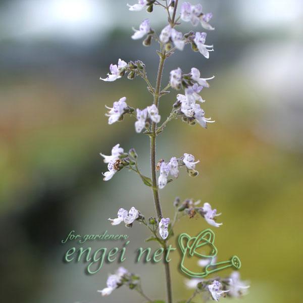 ★入荷から日数が経ったためセール価格となりました。商品の状態は画像と異なる場合があります。★ヒキオコシ（引き起し）は北海道から九州の日本各地や朝鮮半島に自生するシソ科の多年草で、古来から薬草として利用された品種です。秋に花茎を立ち上げ、小さ...