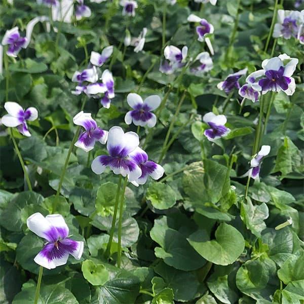 ぴんと直立した茎の先にかわいい花をつける四季咲きのスミレです。真夏でも咲き、丈夫で育てやすい品種です。ランナーを伸ばしながら増えていくのでグランドカバーにおすすめです。また、寄せ植えやハンギング素材としても最適です。とても丈夫で、日当たりで...