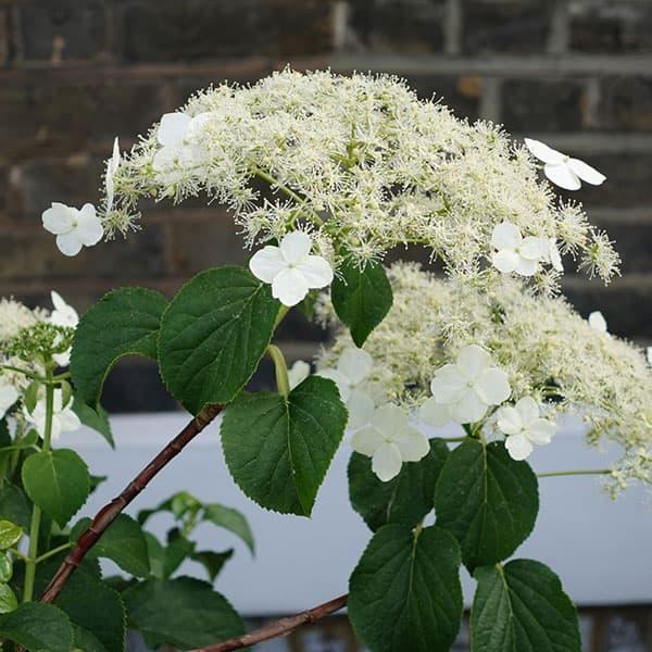 草花の苗 ツルアジサイ（蔓紫陽花）3号ポット6株セット : 園芸ネット