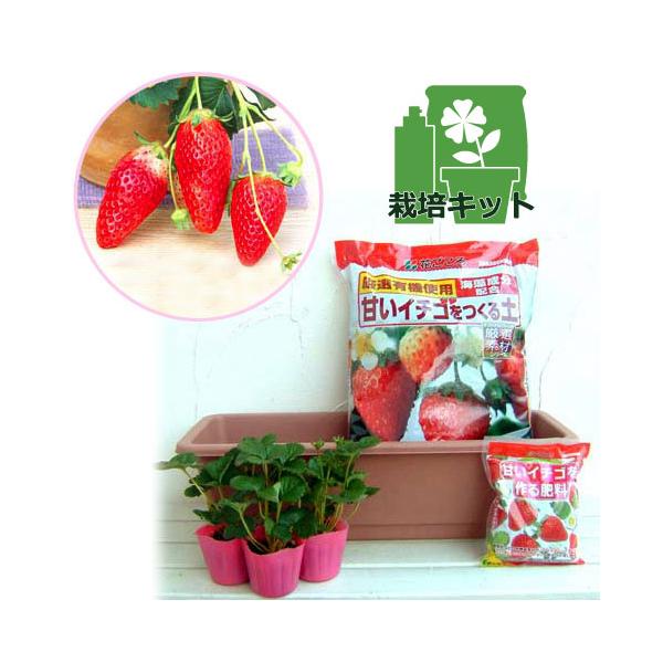 野菜の苗 棚卸セール いちごプランター栽培キット あきひめ 章姫 3株セット 園芸ネット 通販 Yahoo ショッピング