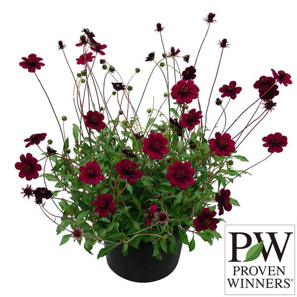 草花の苗 チョコレートコスモス チョカモカ3号ポット 園芸ネット 通販 Yahoo ショッピング