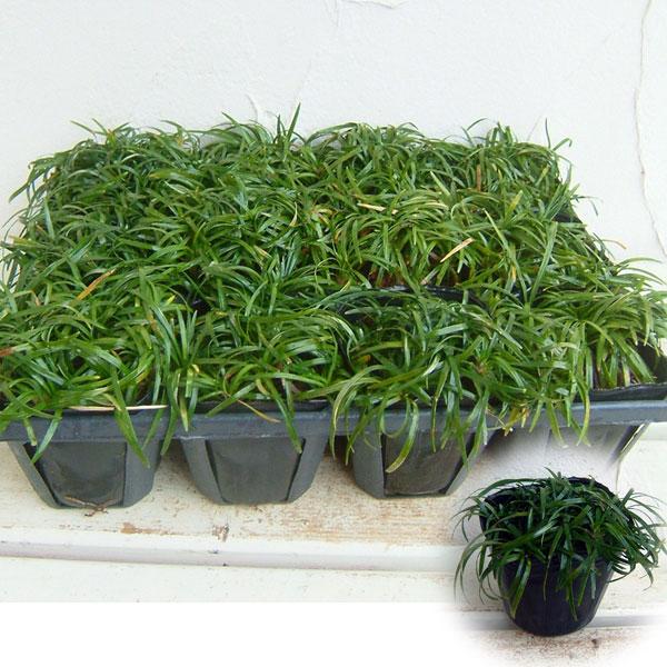 草花の苗 リュウノヒゲ 玉竜（タマリュウ・ギョクリュウ） 2.5号ポット