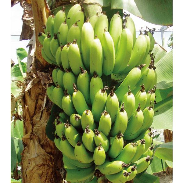 三尺バナナ苗