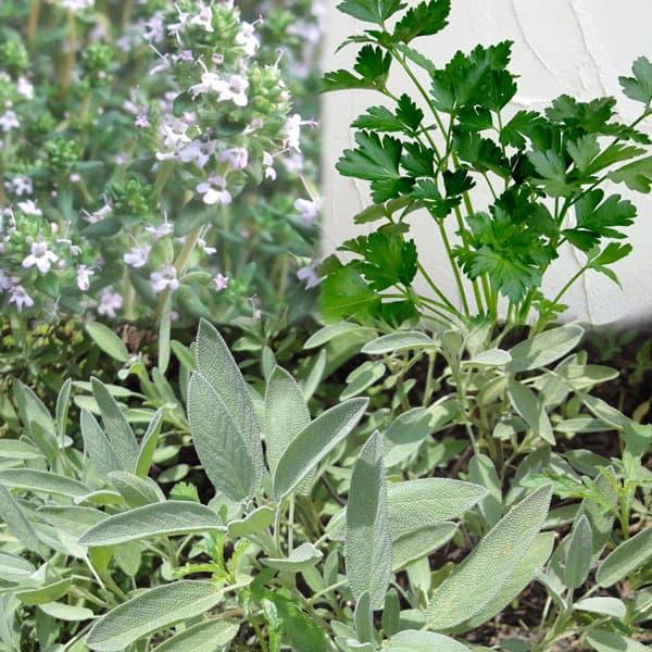 ハーブの苗 お料理ハーブ3種セット イタリアンパセリ コモンタイム コモンセージ 園芸ネット 通販 Yahoo ショッピング