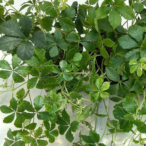 シュガーバインは、手のひらのように見える5枚の緑濃の葉をもち、細い枝が這うように伸びてゆくつる性植物です。乾燥に強く、耐陰性もあり、丈夫で育てやすいので、インテリア観葉として人気があります。年間を通して室内で管理できます。※詳しい商品説明は...
