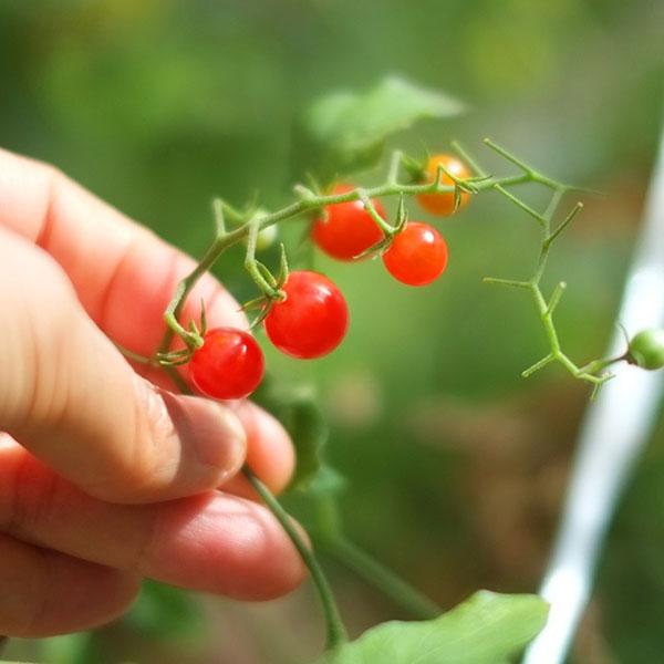 トマト マイクロトマト 野菜タネ