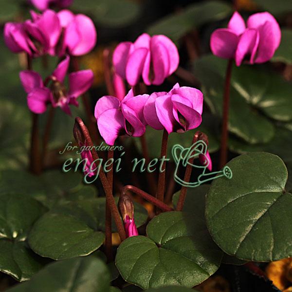 コウムは東欧から中近東にかけて自生するシクラメンの原種のひとつ。園芸品種に比べて花や葉が小ぶりで、とても可憐な印象です。耐寒性が高く、マイナス15度前後まで耐えます。原種の中では日本で最も育てやすいシクラメンの一つで、庭植えできます。花の大...