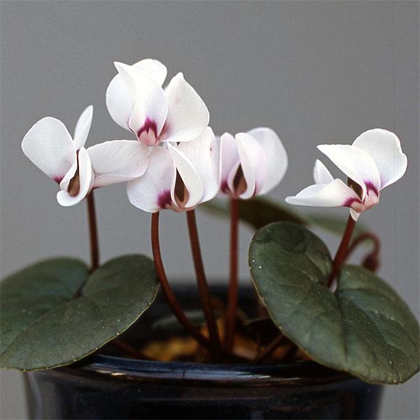 コウムは東欧から中近東にかけて自生するシクラメンの原種のひとつ。園芸品種に比べて花や葉が小ぶりで、とても可憐な印象です。耐寒性が高く、マイナス15度前後まで耐えます。原種の中では日本で最も育てやすいシクラメンの一つで、庭植えできます。花の大...