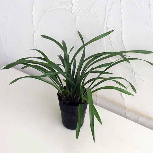 山野草の苗 シンビジューム 金稜辺（キンリョウヘン）4号ポット : 園芸