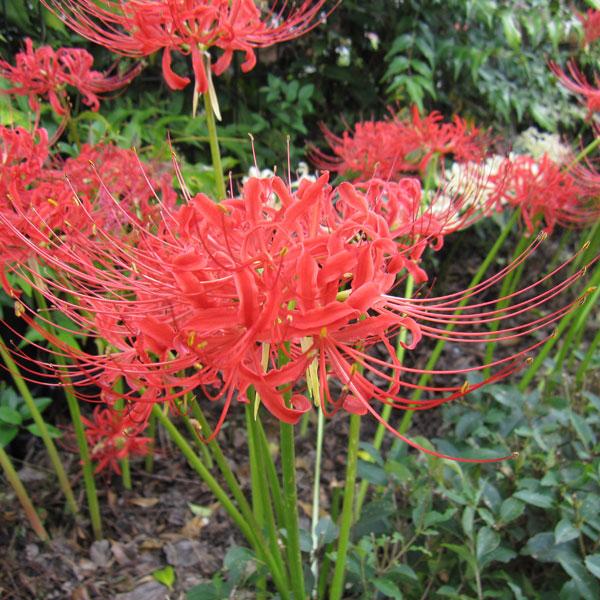 ヒガンバナは球根植物のリコリスの仲間で、曼珠沙華（マンジュシャゲ）＝「天上の花」として知られています。秋に咲く真っ赤な花が楽しめます。葉がない状態で花が咲いた後、晩秋に葉が出てきます。葉は冬中は姿が見られますが、翌春になると枯れ、秋に花が出...