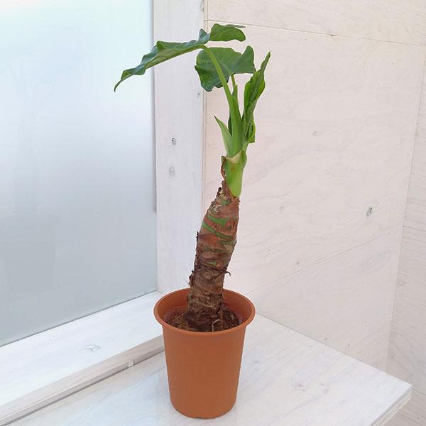 観葉植物 クワズイモ4号鉢植え 園芸ネット 通販 Yahoo ショッピング