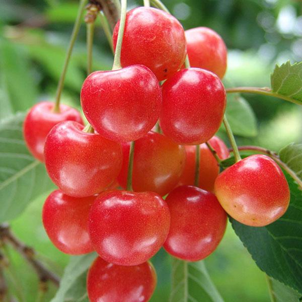 ナポレオンは果皮が厚く、すばらしい香りをもち、甘みと酸味が調和して多肉多汁の極上品種。実も大きく豊産性です。自家結実性はありませんので、ほかの品種を近くに植えてください。相性のよい組み合わせは高砂、佐藤錦、香夏錦などです。成熟期は6月末から...