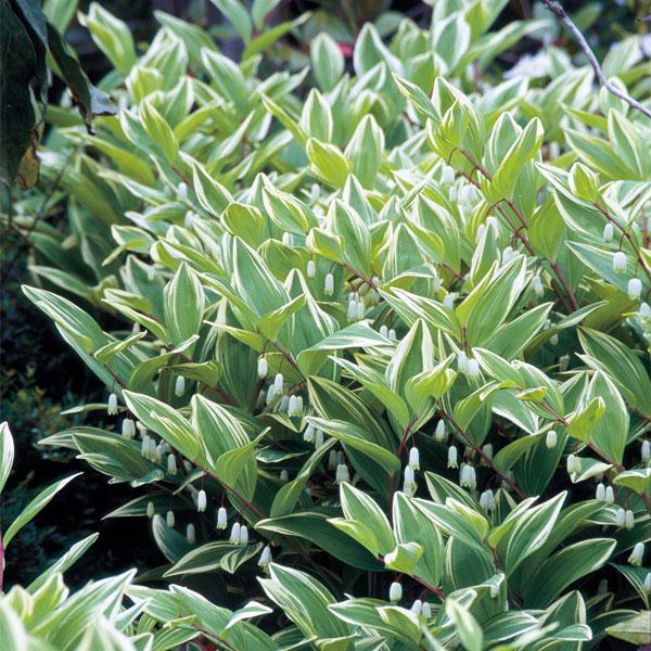 送料無料 グランドカバー 約1平方米分 斑入りナルコユリ アマドコロ 3号ポット 24株セット Www Purrworld Com