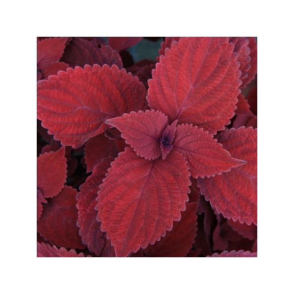 草花の苗 コリウス（大型） レッドヘッド3号ポット2株セット