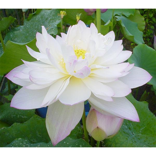 草花の苗 花はす 菊花粉(キッカフン)4.5号ポット