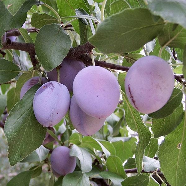 ジャンボパープルはプルーンの中でも80〜100gと最大級の実がなる品種です。糖度は18度と甘く、自家結実性があり1本でも実がなります。※詳しい商品説明は下のほうに記載があります
