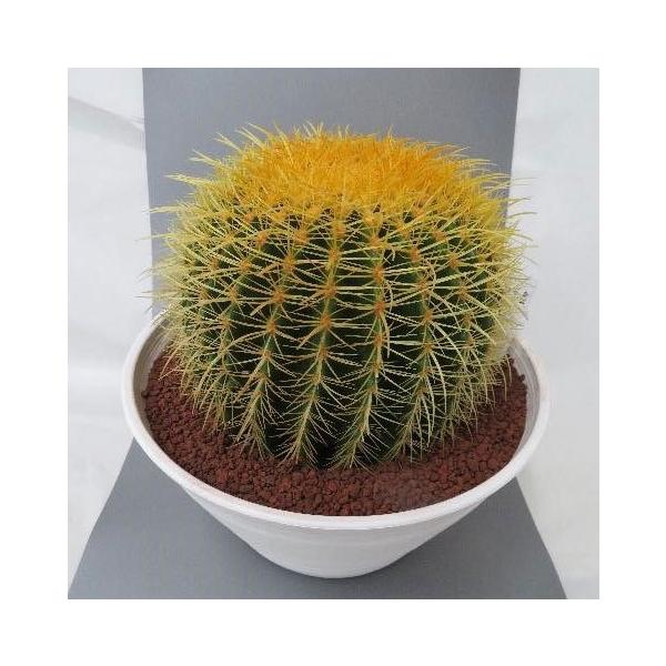 観葉植物 サボテンの王様 金シャチ10号素焼き鉢植え Fahutan Ipb Ac Id Index Php