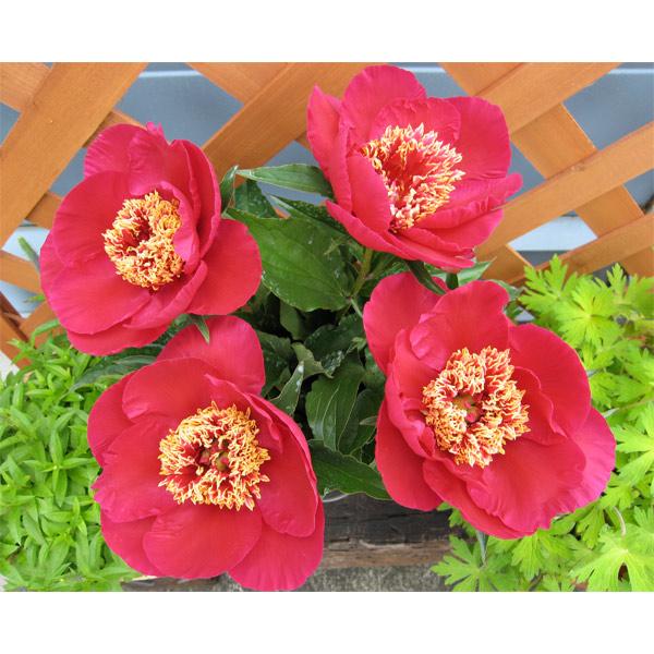 草花の苗 シャクヤク（芍薬） みらい3.5号ポット : 園芸ネット - 通販