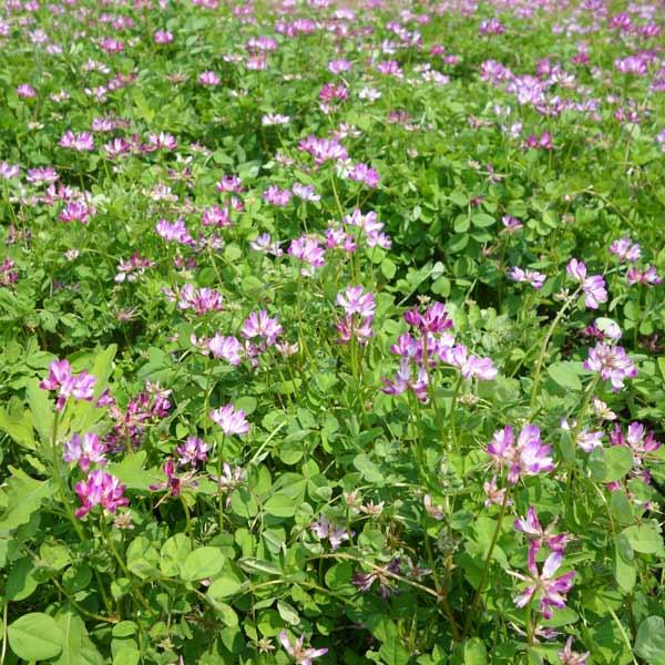 れんげ草（レンゲソウ）の種1kg タネ : 園芸ネット - 通販 - Yahoo