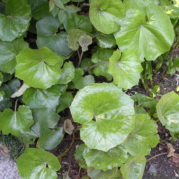 草花の苗 ツワブキ3.5号ポット6株セット