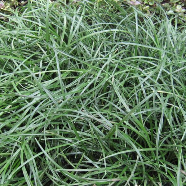 マット植物 リュウノヒゲのマット25cm 25cm 6枚セット 園芸ネット 通販 Yahoo ショッピング