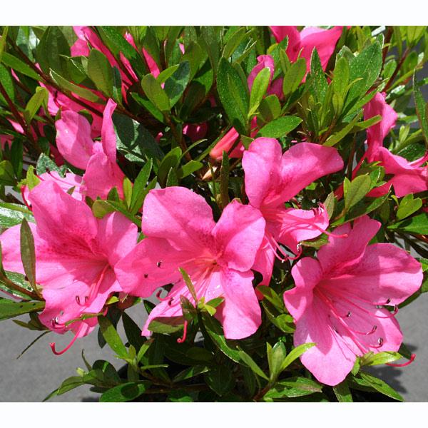 花木 庭木の苗/サツキツツジ：大盃（おおさかずき・ピンク一重