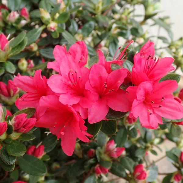 花木 庭木の苗/久留米ツツジ：今猩々（いましょうじょう）5号