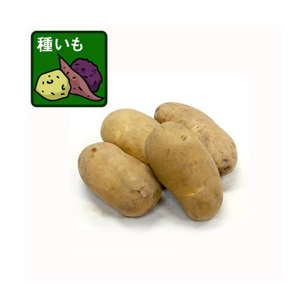 ジャガイモの種イモの小袋入りです。様々な料理の食材としてポピュラーなじゃがいもの種いもです。メークインは肉質がしっかりとしていて煮くずれしませんので、肉じゃがやカレーなどの煮物に適しています。※詳しい商品説明は下のほうに記載があります