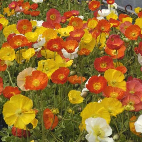 色鮮やかでソフトな感じの花びらをもち、冬〜春花壇をにぎわすポピーです。花色は橙赤、橙、黄色が主体ですが、桃、白などもあります。シベリアひなげしとも呼ばれます。寒さにとても強く、ボーダー花壇、切花、ロックガーデンにおすすめです。花色ミックスで...