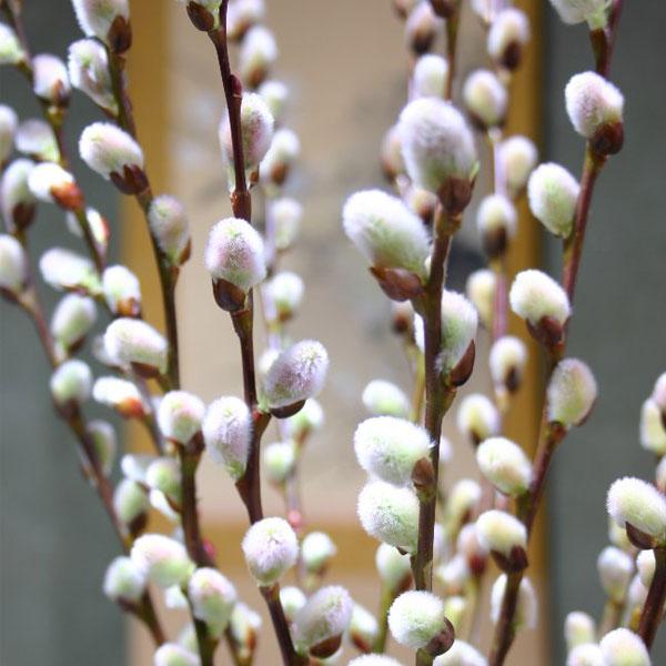 花木 庭木の苗 ねこやなぎ 猫柳 ピンクパールネコヤナギ4号ポットのレビュー クチコミとして参考になる投稿1枚 Roomclip Item