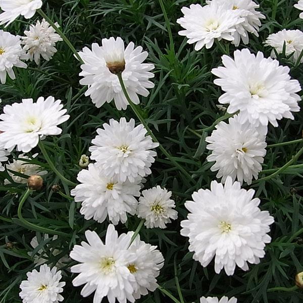 草花の苗 マーガレット モリンバ ミニホワイトダブル3 5号ポット 園芸ネット 通販 Yahoo ショッピング