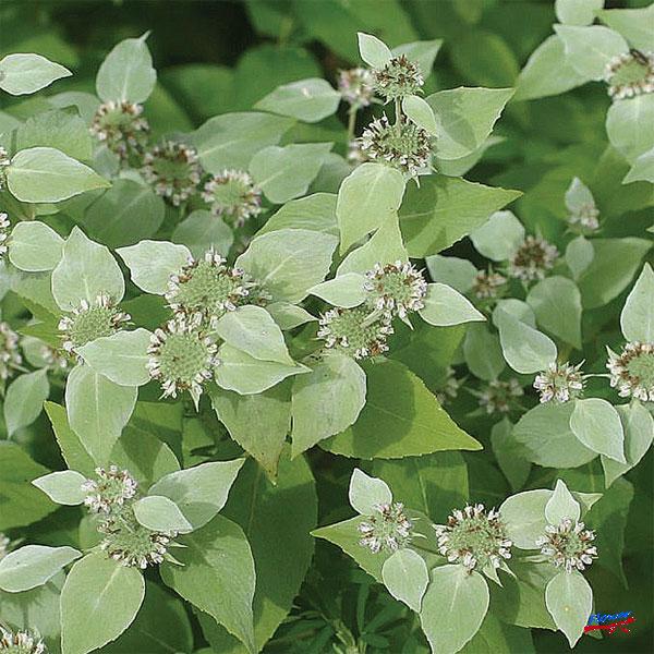 ★入荷から日数が経ったためセール価格となりました。商品の状態は画像と異なる場合があります。★マウンテンミントはシソ科サルビア属の耐寒性多年草で、葉をこすると清涼なミントの香りがただよいます。葉が短毛で覆われているため、シルバーグリーンの美し...