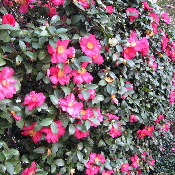 花木 庭木の苗 寒椿（カンツバキ） タチカン（立寒椿）5号ポット12株