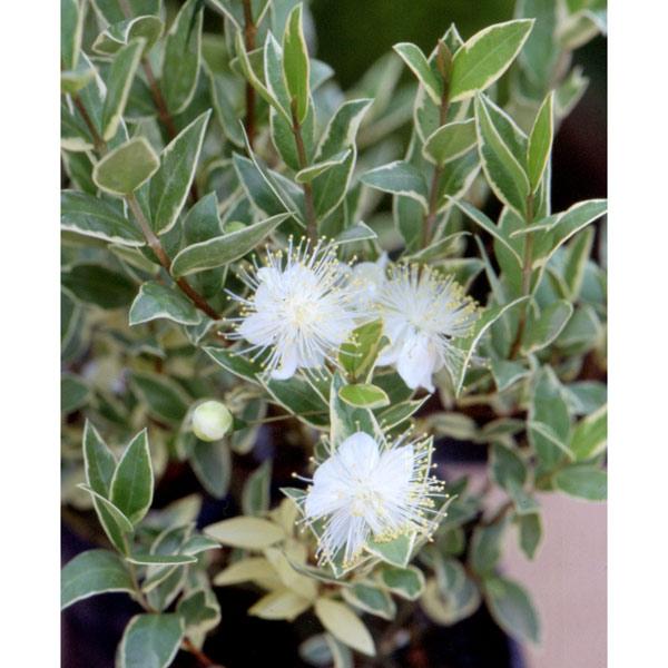 マートルは地中海沿岸から南西ヨーロッパ原産のフトモモ科の常緑低木。和名はギンバイカです。ギリシャ神話では美の女神ヴィーナスと愛の象徴とされることから、結婚式のリースにも使われます。5〜6月に梅のような花弁でおしべが多数ある独特の花を咲かせ、...