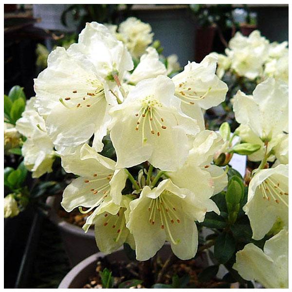 チベットやヒマラヤの高山に自生するヒカゲツツジの仲間で、小さな株に大きな黄色の花を咲かせる品種です。小鉢づくりなどでお楽しみください。※詳しい商品説明は下のほうに記載があります
