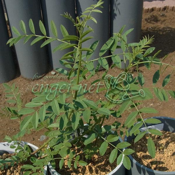 地中海地方からアジアなど広い範囲に生育するマメ科の多年草で、根に非常に強い甘味があり、食品などに広く利用されています。また薬草としても有名で、世界各地で古くから利用され、根を乾燥させたものは漢方の代表的な生薬として、胃潰瘍や腹痛、食欲不振、...