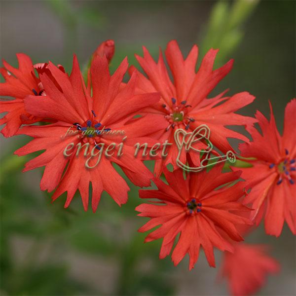 センノウの仲間で、中国から導入され、京都・仙翁寺で室町時代から栽培されていたといわれる幻の花です。5月中旬〜6月半ばに摘心するとわき芽が出て花数が増えます。花茎が伸びてきたら風で折れないよう添え木をしてください。※詳しい商品説明は下のほうに...