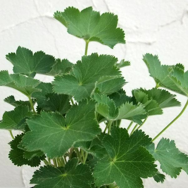 英国のナショナルトラストガーデンでよく見られる植物で、ハーブの1種です。女性の病気（月経不順や更年期障害）の症状を和らげる薬効のあるハーブとして古くから利用されてきました。※詳しい商品説明は下のほうに記載があります