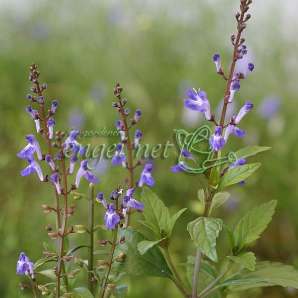 タツナミソウは山地の樹林下や野原、丘に生える多年草です。小鉢に生けると大変愛らしく、また、丈夫で育てやすい山野草です。すべての花が同じ方向に向き、二つずつ何段にも咲きます。この花姿が波立つように見えることから名づけられました。この品種は花が...