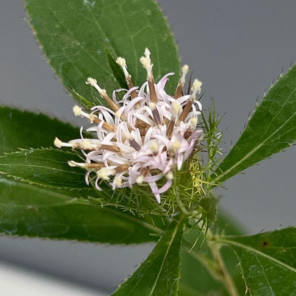 山菜として食べられるほか京都のオケラ祭りでも有名な山野草 オケラ（朮）は、 やや乾いた草原や明るい二次林の林内や林縁に生えるキク科の多年草です。草丈は20〜50cm位になり、8月〜10月ごろに茎の先端に白〜淡紫紅色の花を咲かせます。茶花、切...