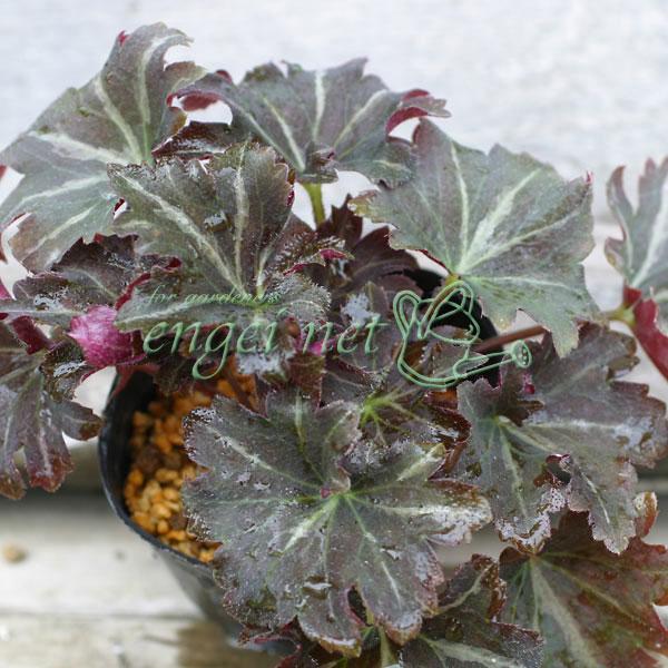 ★入荷から日数が経ったためセール価格となりました。商品の状態は画像と異なる場合があります。★ユキノシタ科の多年草で、山地の湿地に生えるダイモンジソウの仲間です。花弁のうち2個が長く垂れ下がり「人」の字形となる所から名が由来しています。9月〜...