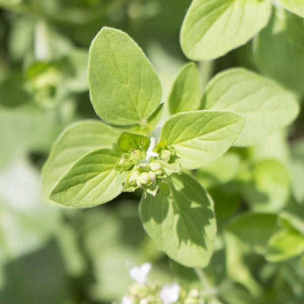 スイートマジョラムはシソ科の多年草。和名はマヨラナといいます。オレガノに似たスパイシーで香ばしい香りをもつハーブで、オレガノよりも甘味があり、サラダやバターソース、お肉を使った煮込み料理などに利用できます。葉やポプリや枕の詰め物に、また花は...