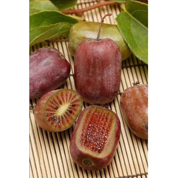 紫香はマンゴーのようなまろやかな甘さの極甘サルナシ。アントシアニンが含まれており、紅色を帯びた実が美しい品種です。香りが高く皮ごと食べられます。サルナシはキウイフルーツと同じマタタビ科の日本原産の果樹です。果実は小指の先くらいの大きさですが...