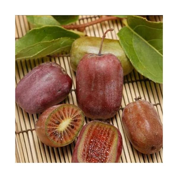 果樹の苗 サルナシ 紫香（しこう）4号ポット